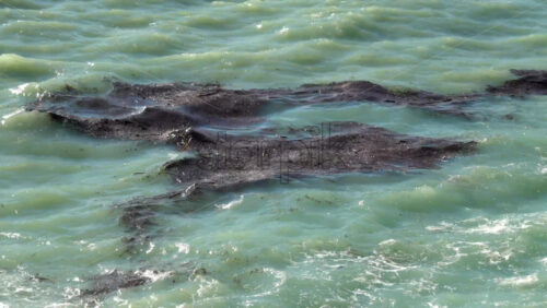 Close-up of floating seaweed in turquoise Mediterranean waters - Starpik Stock