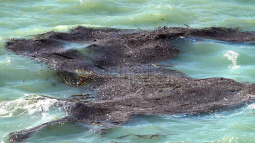 Close-up of floating seaweed in turquoise Mediterranean waters - Starpik Stock