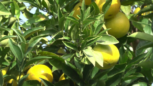 Close up of green oranges ripening on a tree branch - Starpik Stock