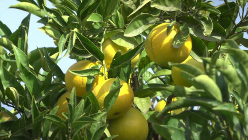 Close up of green oranges ripening on a tree branch - Starpik Stock