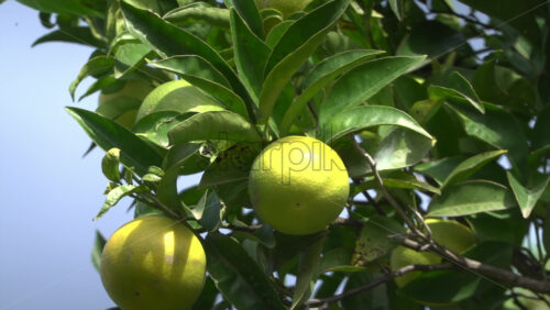 Close up of green oranges ripening on a tree branch - Starpik Stock