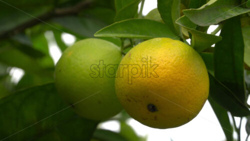 Close up of green oranges ripening on a tree branch - Starpik Stock
