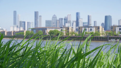 Close up of greenery with the London, England Canary Wharf skyline in the background in daylight - Starpik Stock