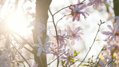 Close up of light pink Star magnolia flowers with the sun peaking through the tree branches - Starpik Stock