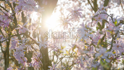 Close up of light pink Star magnolia flowers with the sun peaking through the tree branches - Starpik Stock