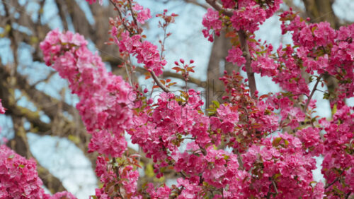 Close up of pink flowers on an apple tree in daylight with a blurred background - Starpik Stock