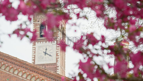 Close up of pink flowers on an apple tree in daylight with a blurred background - Starpik Stock