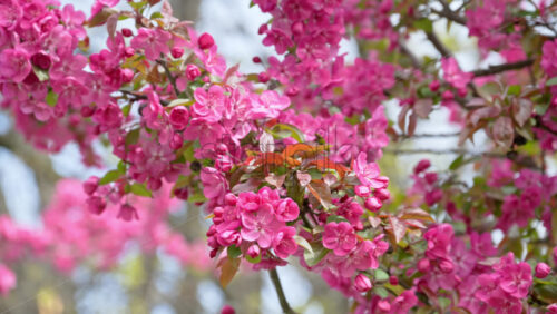 Close up of pink flowers on an apple tree in daylight with a blurred background - Starpik Stock