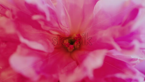 Close up of pink roses with a blurred background - Starpik Stock