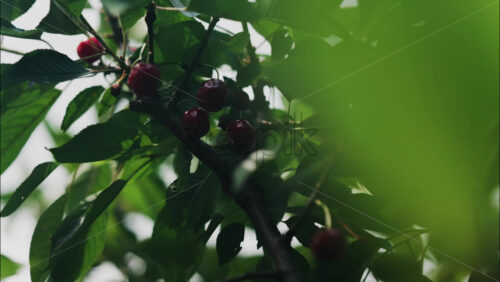 Close up of red cherries on a tree with the sun peaking through the leaves - Starpik Stock