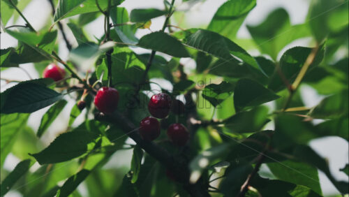 Close up of red cherries on a tree with the sun peaking through the leaves - Starpik Stock