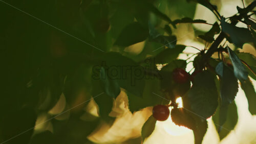 Close up of red cherries on a tree with the sun peaking through the leaves - Starpik Stock
