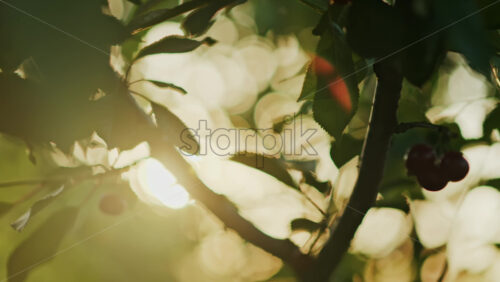 Close up of red cherries on a tree with the sun peaking through the leaves - Starpik Stock