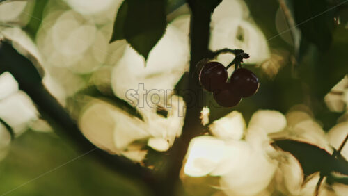 Close up of red cherries on a tree with the sun peaking through the leaves - Starpik Stock