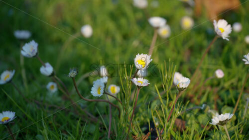 Close up of small, white daisies in the green grass - Starpik Stock