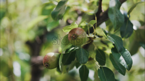 Close up of unripe pears growing on a tree in soft sunlight - Starpik Stock