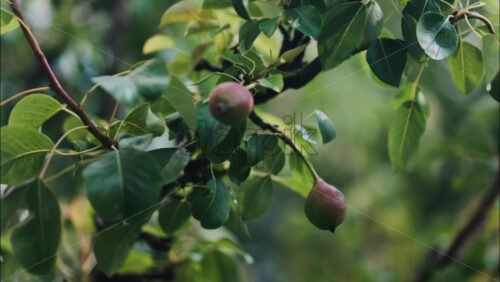 Close up of unripe pears growing on a tree in soft sunlight - Starpik Stock