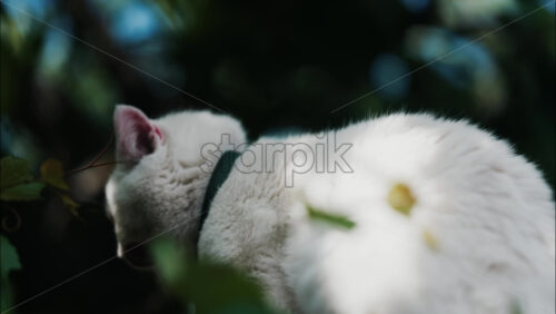 Close up of white cat scratching itself in a sunlit garden - Starpik Stock