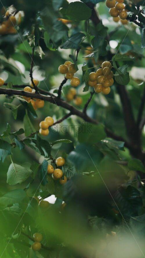 Close up of yellow cherries on a tree with the light peaking through the moving leaves - Starpik Stock