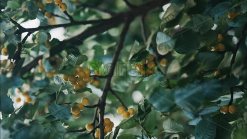 Close up of yellow cherries on a tree with the light peaking through the moving leaves - Starpik Stock