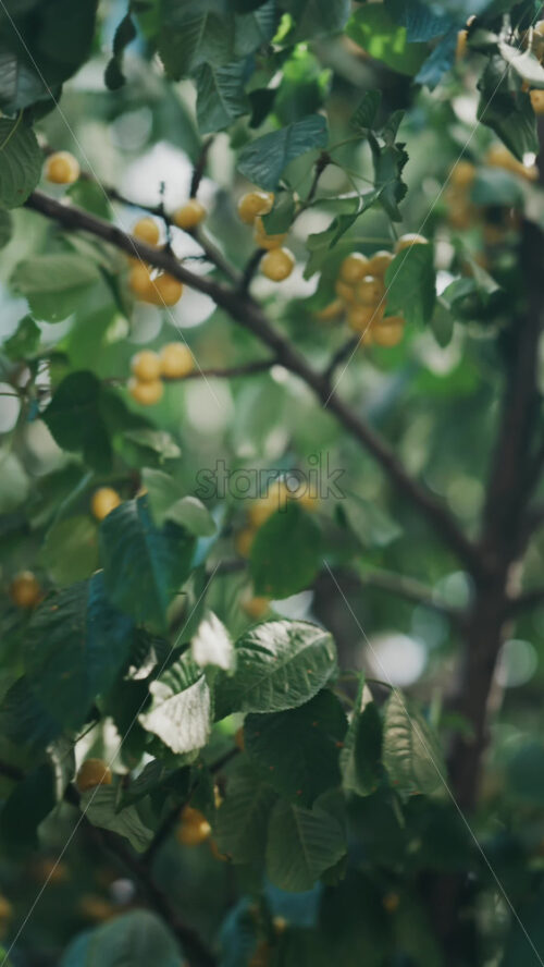 Close up of yellow cherries on a tree with the light peaking through the moving leaves - Starpik Stock