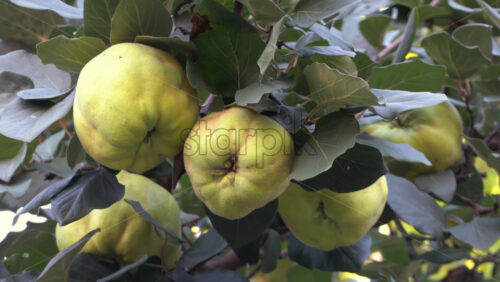 Close up of yellow quince ripening on a green tree branch in the evening - Starpik Stock