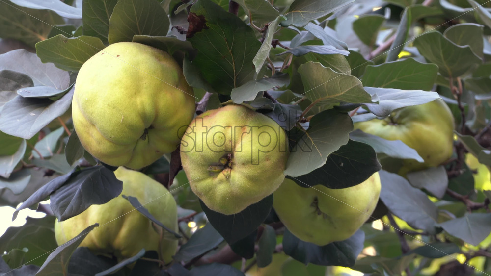 Close up of yellow quince ripening on a green tree branch in the evening - Starpik Stock