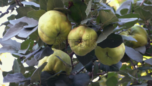 Close up of yellow quince ripening on a green tree branch in the evening - Starpik Stock