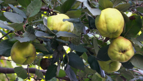 Close up of yellow quince ripening on a green tree branch in the evening - Starpik Stock