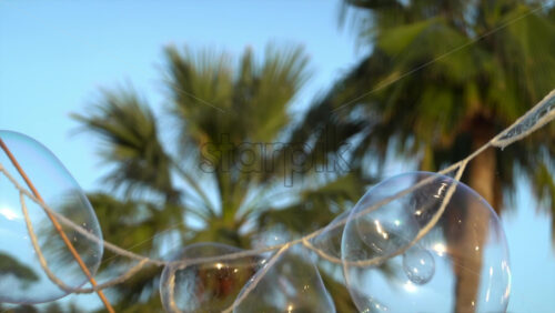 Colorful soap bubbles floating against the blue evening sky during a street performance - Starpik Stock
