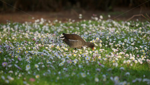 Common moorhen eating in the grass full of small, white daisies - Starpik Stock