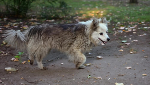 Fluffy, stray dog with long gray fur happily walking outdoors on a dirt path in a park - Starpik Stock