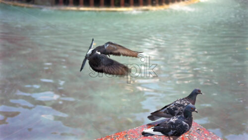 Group of pigeons standing on a water fountain while one takes off in mid-flight - Starpik Stock