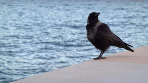 Hooded crow calling on a seaside ledge with rippled blue water in the background - Starpik Stock