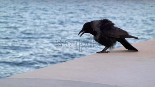 Hooded crow calling on a seaside ledge with rippled blue water in the background - Starpik Stock