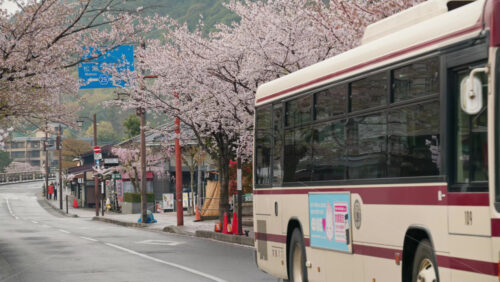 Kyoto, Japan – April 11, 2025: Bus moving on the street surrounded by pink cherry blossom trees. Translation: “Kiyotaki waterfall” - Starpik Stock