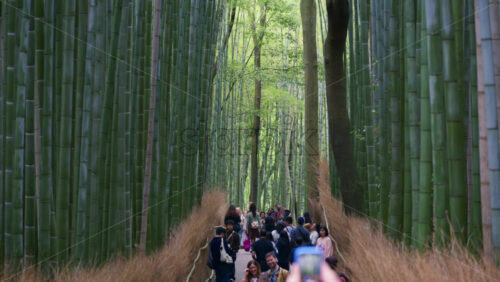 Kyoto, Japan – April 11, 2025: Tourists walking through a pathway at the Arashiyama Bamboo Forest in daylight - Starpik Stock