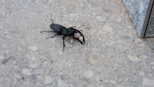Large stag beetle crawling on pavement in daylight - Starpik Stock