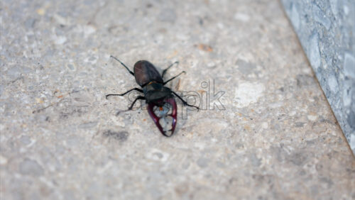 Large stag beetle crawling on pavement in daylight - Starpik Stock