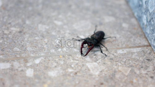 Large stag beetle crawling on pavement in daylight - Starpik Stock