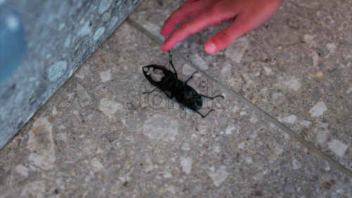 Large stag beetle crawling on pavement near child’s hand - Starpik Stock
