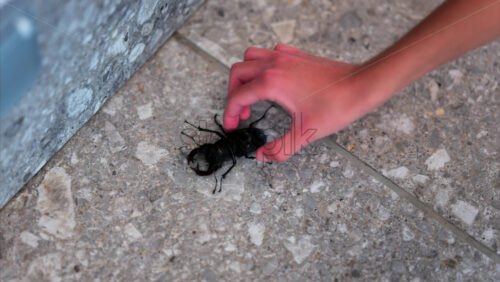 Large stag beetle crawling on pavement with child’s hand picking it up - Starpik Stock