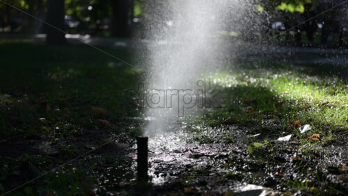 Lawn sprinkler spraying water with bright sun rays, creating sparkling reflections - Starpik Stock
