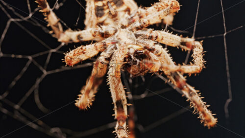 Video - Macro close up spider on a web