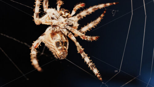 Video - Macro close up spider on a web
