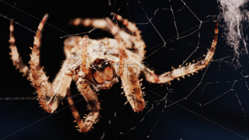 Video - Macro close up spider on a web
