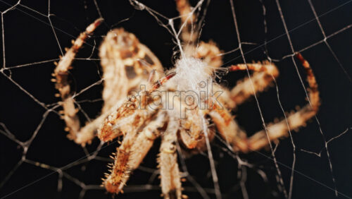 Video - Macro close up spider on a web