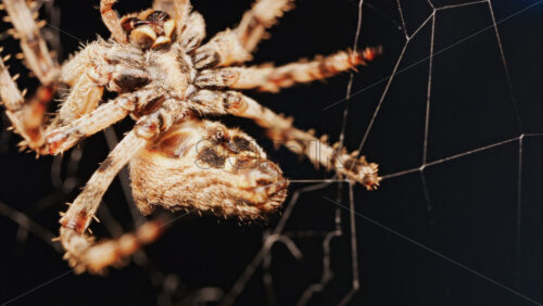 Video - Macro close up spider on a web