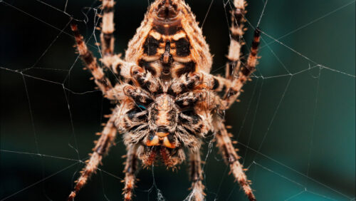 Video - Macro close up spider on a web