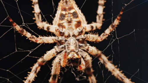 Video - Macro close up spider on a web